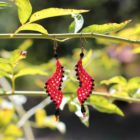 Boucle d'oreille femme tendance rouges, boucles d'oreilles femme - bijou coquelicot MIA Provence