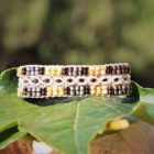 Bracelet en perles de rocaille beige